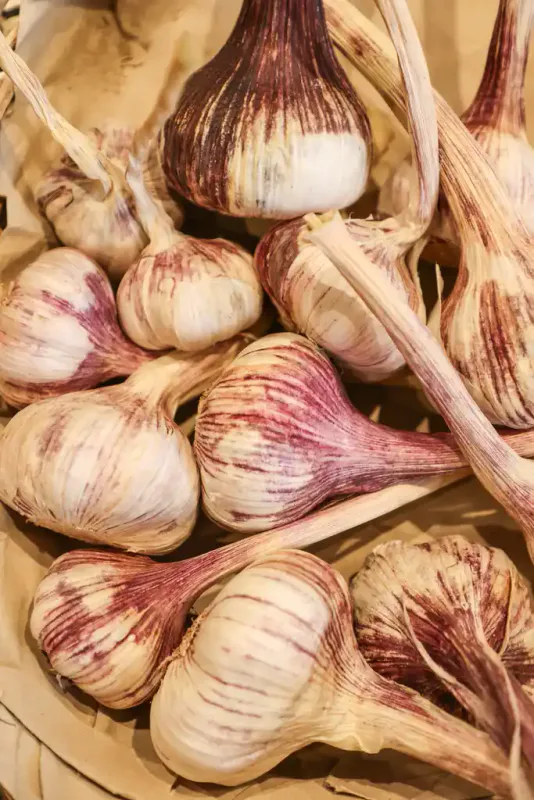 Aglio (1 testa)